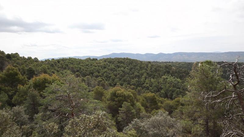bosque